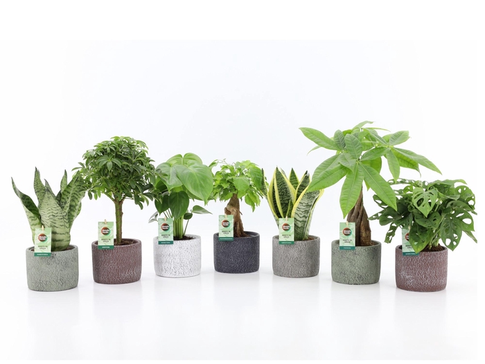 Easy to Care Mix in Classic Stone