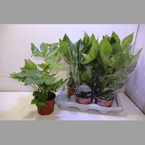 Fatsia Ov