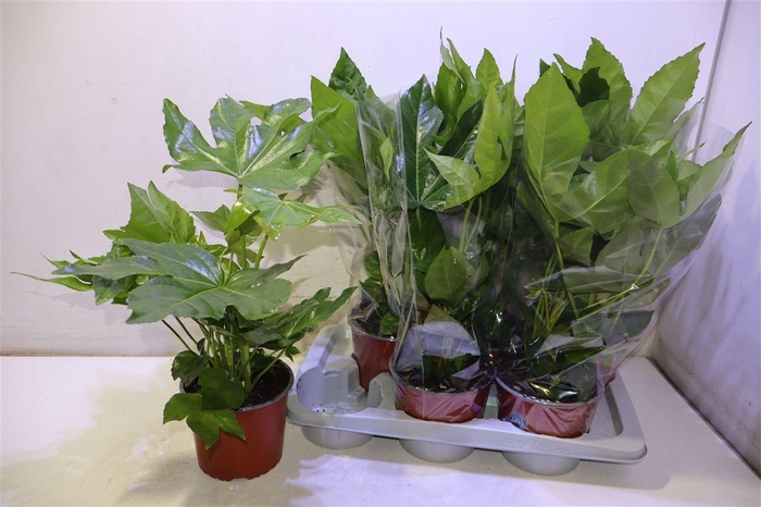 <h4>Fatsia Ov</h4>