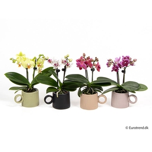 PHALAENOPSIS-HYBRID E 4292