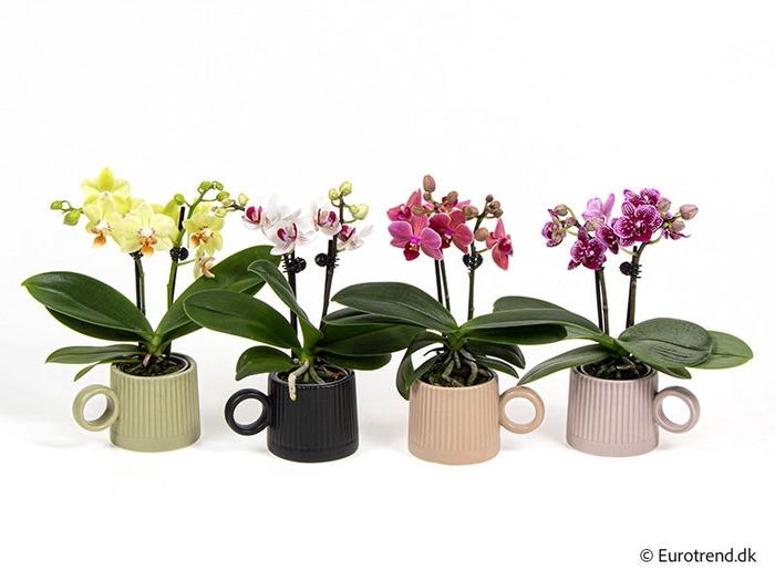 <h4>PHALAENOPSIS-HYBRID E 4292</h4>
