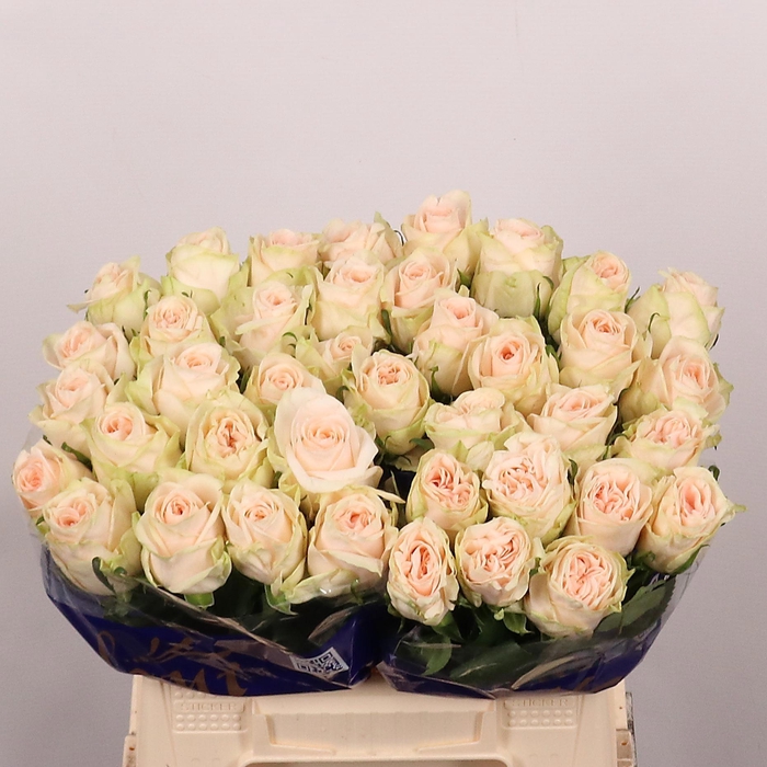 <h4>R GR WEDDING ROSE</h4>