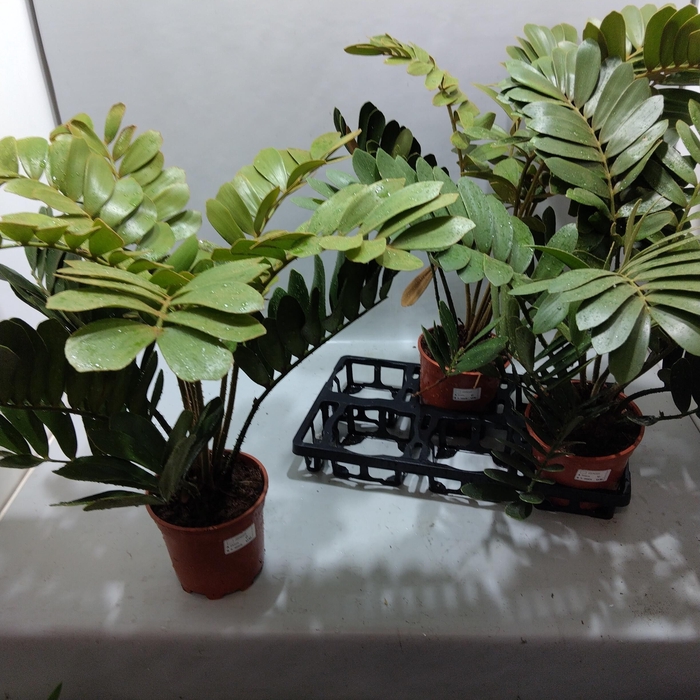 <h4>ZAMIA</h4>