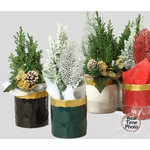 Chamaecyparis law. Ellwoodii