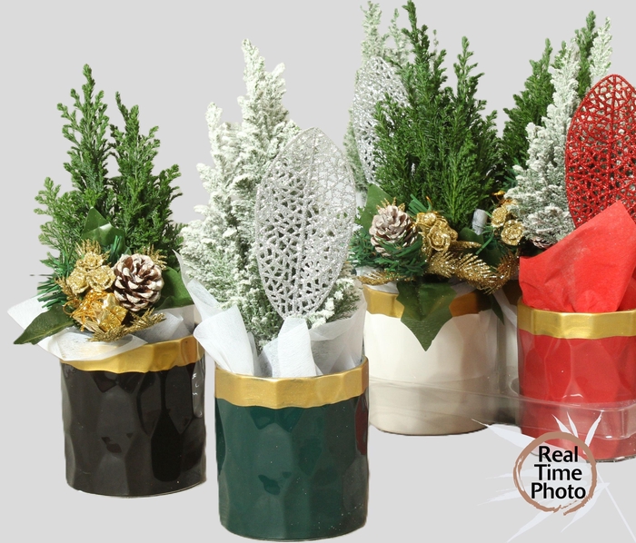 <h4>Chamaecyparis law. Ellwoodii</h4>