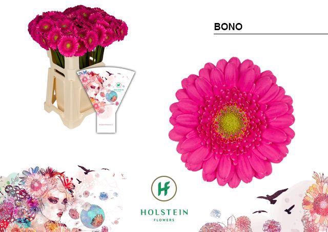 <h4>Germini Bono Water</h4>