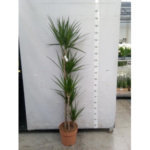 Dracaena marg.