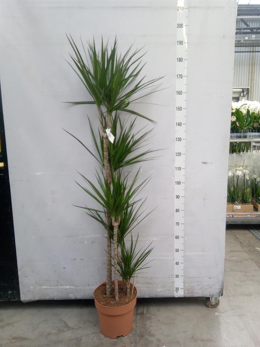 <h4>Dracaena marg.</h4>