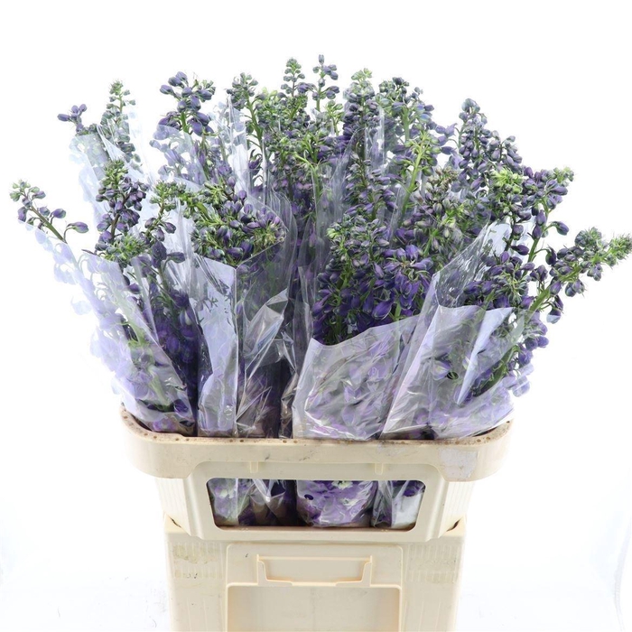 <h4>Delph El Mixed</h4>