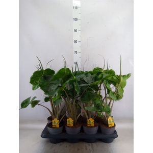 Alocasia macrorrhiza 'Stingray'