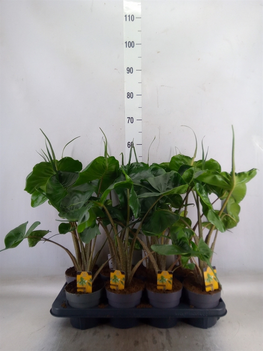 <h4>Alocasia macrorrhiza 'Stingray'</h4>