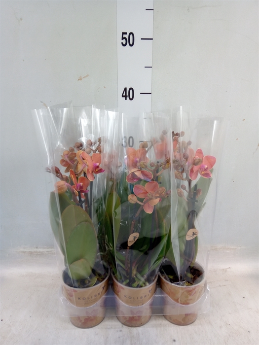 <h4>Phalaenopsis multi. 'Ant Bolzano'</h4>