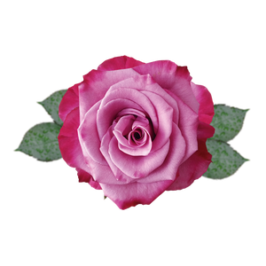 R GR VIOLET HILL Naranjo