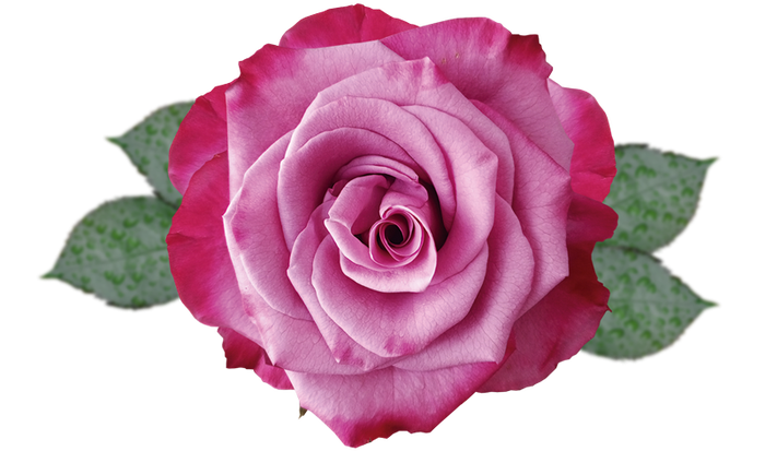 <h4>R GR VIOLET HILL Naranjo</h4>