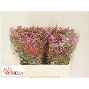 Chamelaucium Nieks Pride Fuchsia 55cm