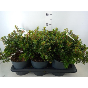 Escallonia  'Red Dream'