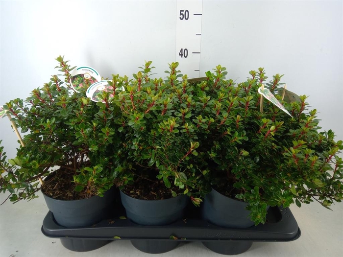 <h4>Escallonia  'Red Dream'</h4>