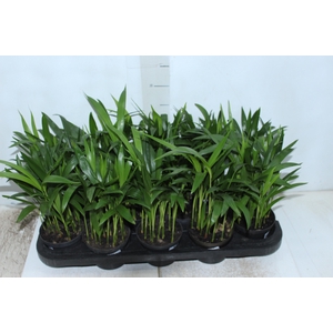 ARECA BAMBU P11