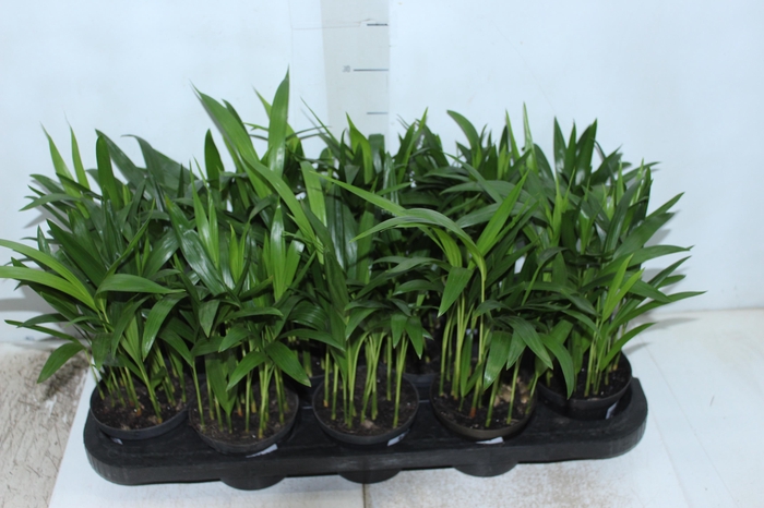 <h4>ARECA BAMBU P11</h4>