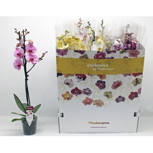 PHAL GEM 10 KL