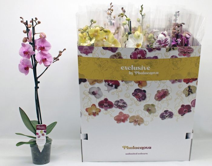 <h4>PHAL GEM 10 KL</h4>