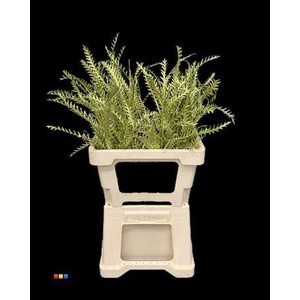 Grevillea Ivanhoe Metallic Olive