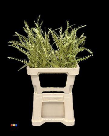 <h4>Grevillea Ivanhoe Metallic Olive</h4>