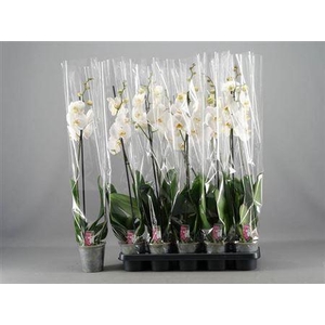 Phal Ov Wit 1 Branche 6+