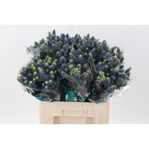 Eryn Supernova Qstar