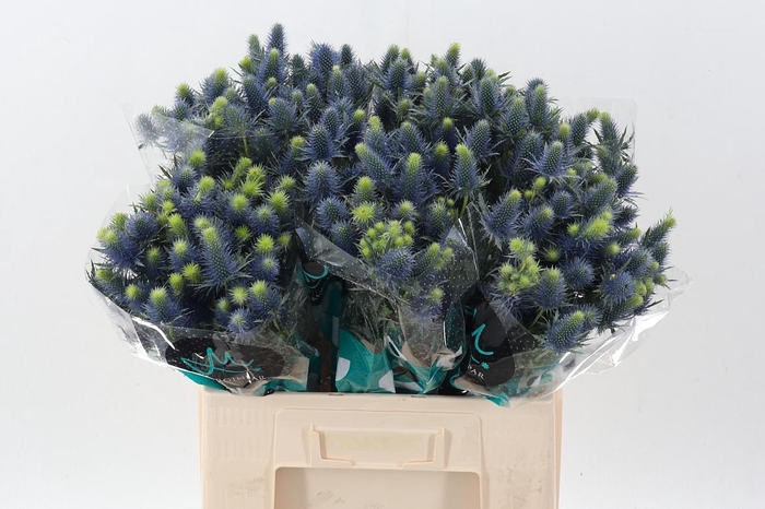 <h4>Eryn Supernova Qstar</h4>