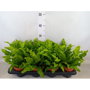 Asplenium nidus 'Crispy Wave'