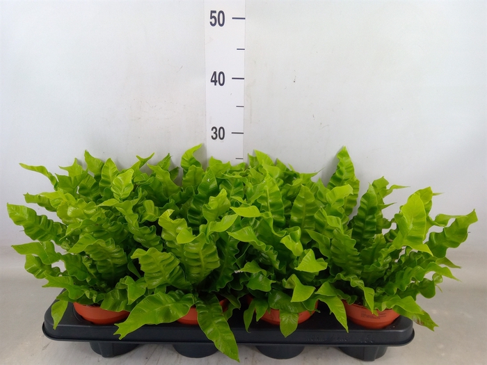 <h4>Asplenium nidus 'Crispy Wave'</h4>