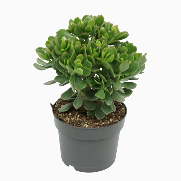 <h4>Crassula  'Minova Magic'</h4>