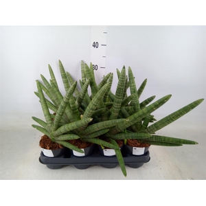 Sansevieria cyl.  ...