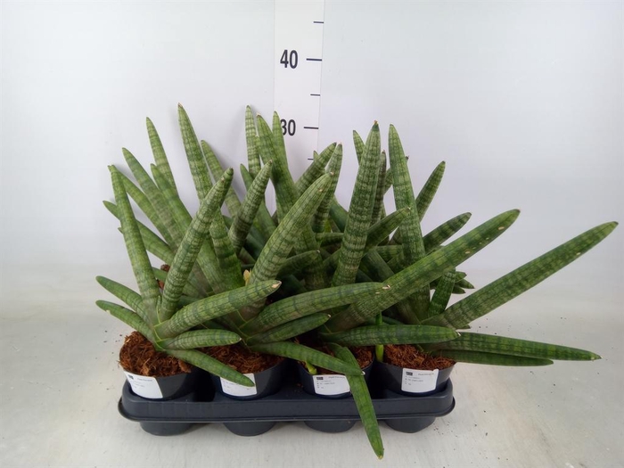 <h4>Sansevieria cyl.  ...</h4>