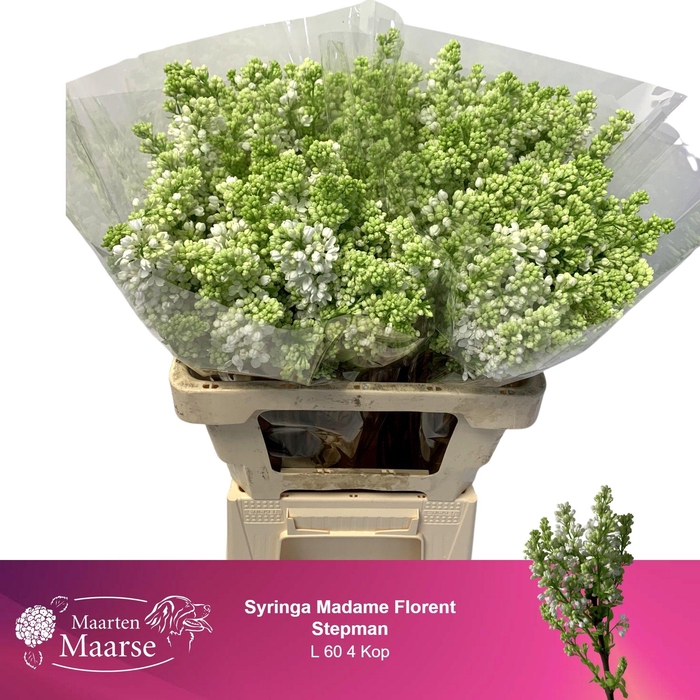 <h4>SYR V MME FL STEPMAN</h4>