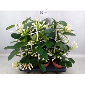 Stephanotis floribunda   ...