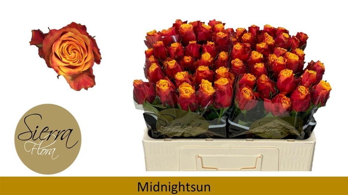 <h4>R Gr Midnight Sun</h4>