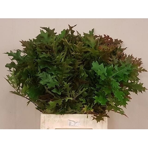 QUERCUS PALUSTRIS