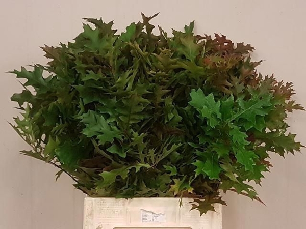 <h4>QUERCUS PALUSTRIS</h4>