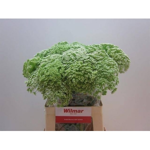 AMMI VISNAGA