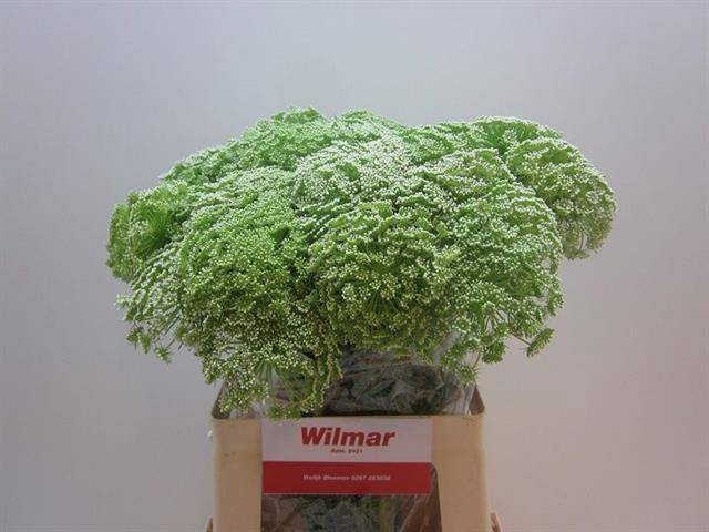 <h4>AMMI VISNAGA</h4>