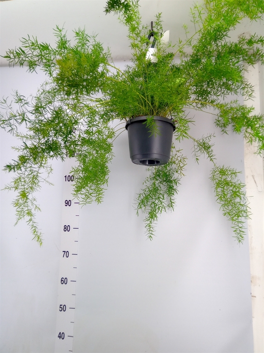 <h4>Asparagus dens. 'Sprengeri'</h4>