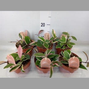 Hoya carnosa 'Floraganza Flamingo'