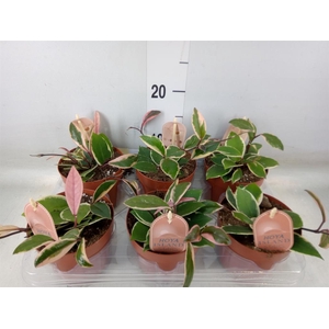 Hoya carnosa 'Floraganza Flamingo'