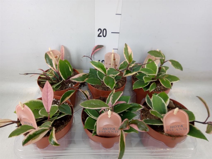 <h4>Hoya carnosa 'Floraganza Flamingo'</h4>