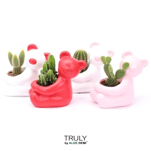 TRULY Cactus, Bear