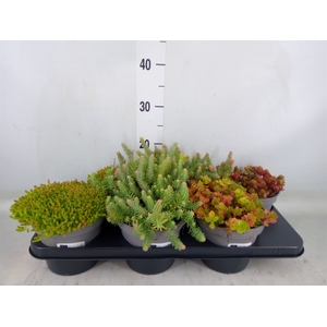 Sedum   ...