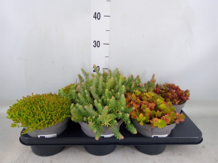 <h4>Sedum   ...</h4>