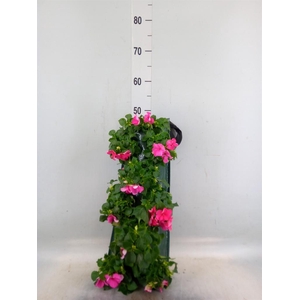 Perkplanten   ...sorted   [Bedding]